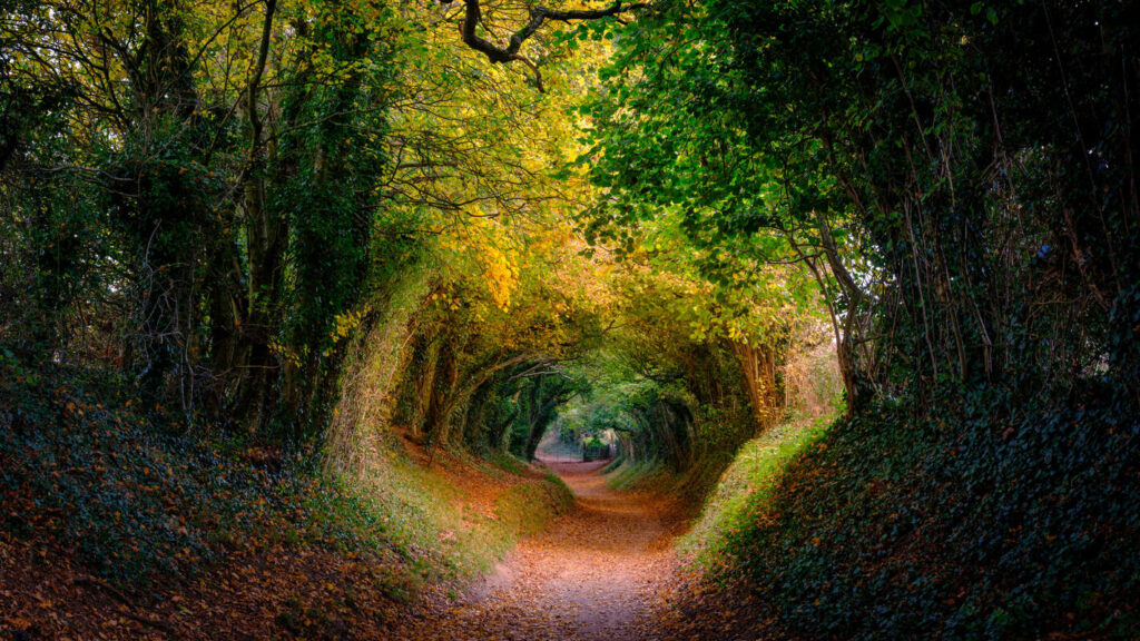 Halnaker path near Chichester